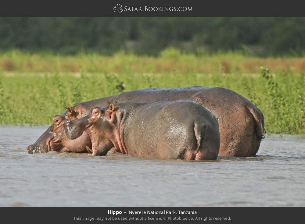 Hippos in Nyerere National Park, Tanzania