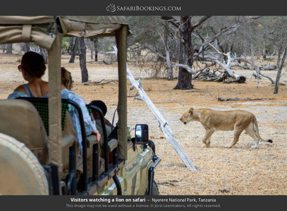 Lion walking past a safari vehicle in Nyerere National Park, Tanzania