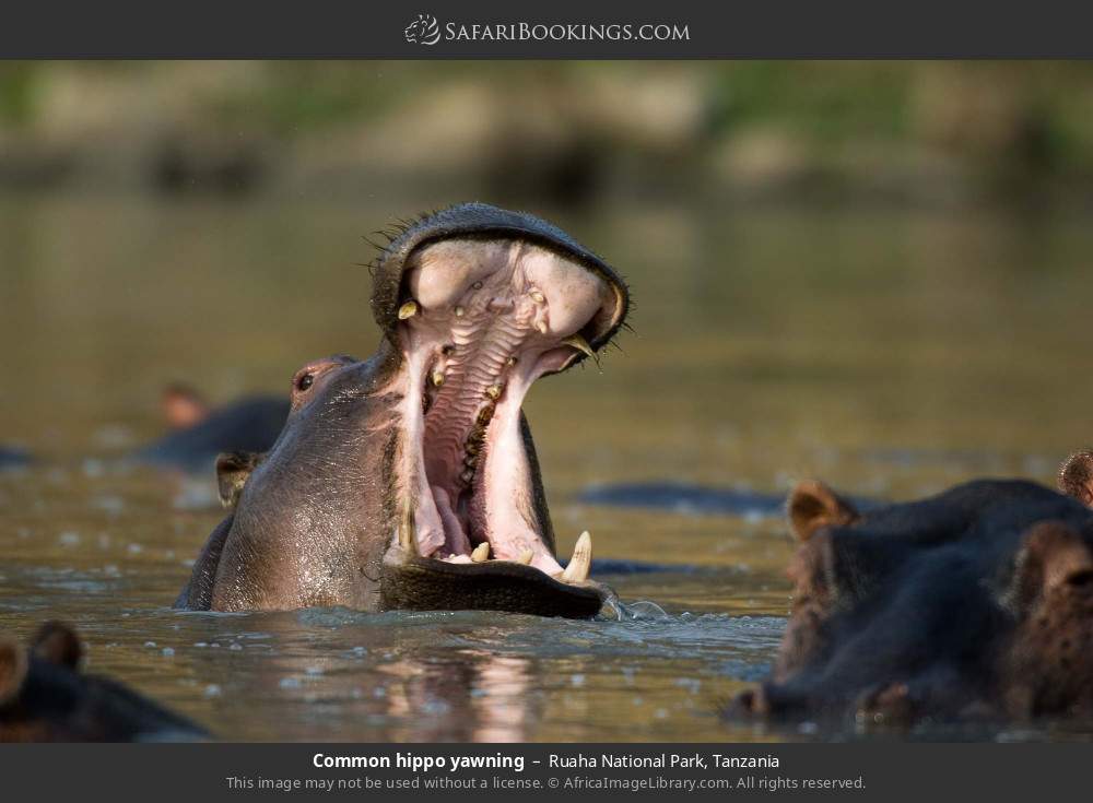 Common hippo yawning in Ruaha National Park, Tanzania