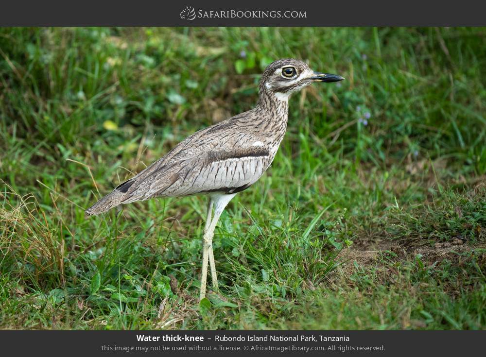 Water thick-knee in Rubondo Island National Park, Tanzania