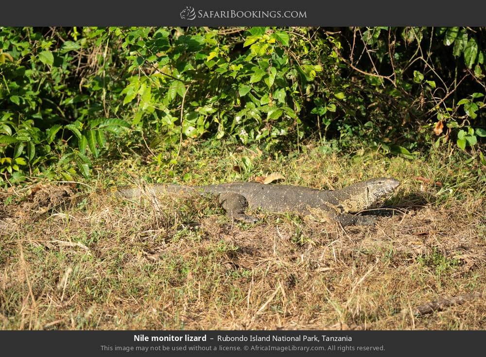 Nile monitor lizard in Rubondo Island National Park, Tanzania