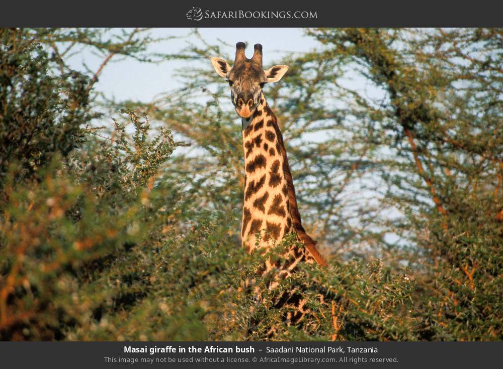 Masai giraffe  in Saadani National Park, Tanzania