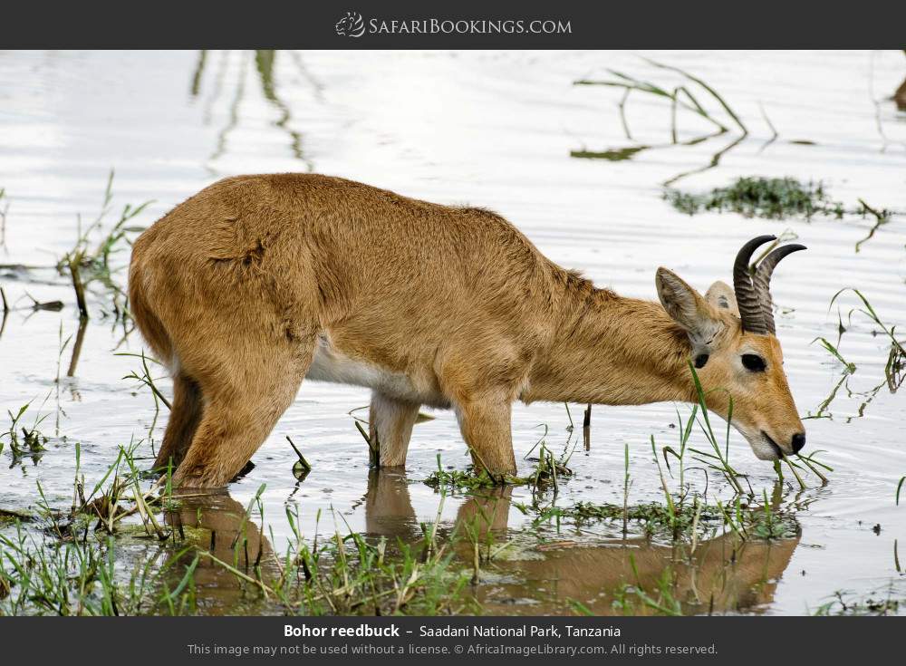 Bohor reedbuck in Saadani National Park, Tanzania