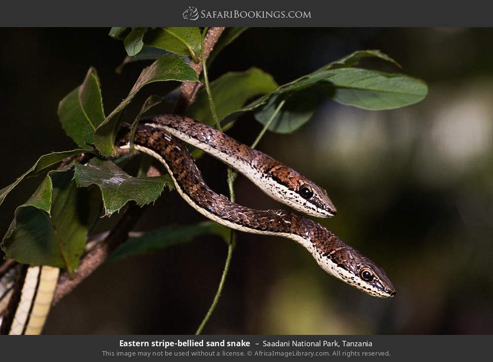 Eastern stripe-bellied sand snakes in Saadani National Park, Tanzania