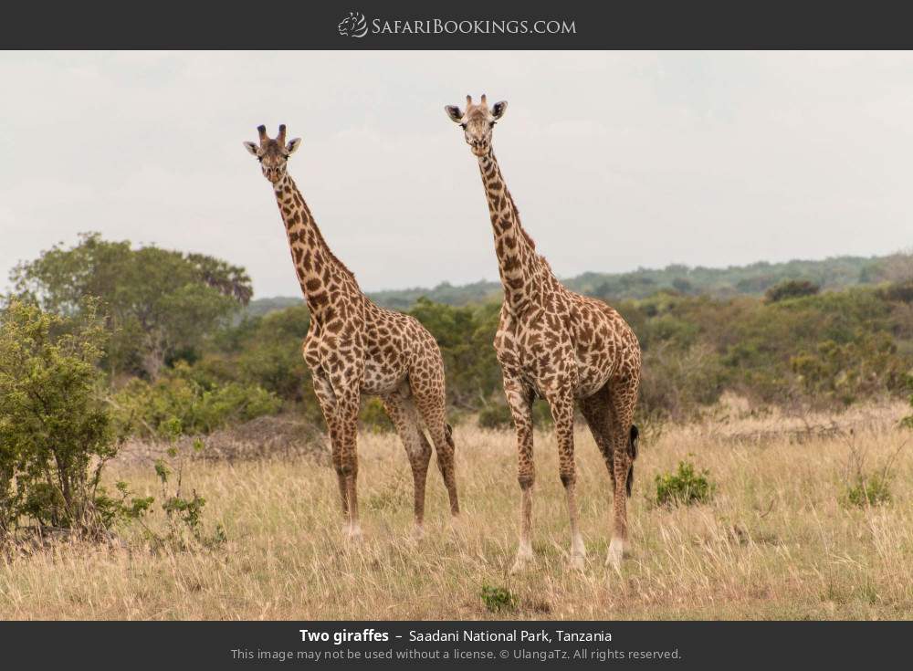 Masai giraffes in Saadani National Park, Tanzania
