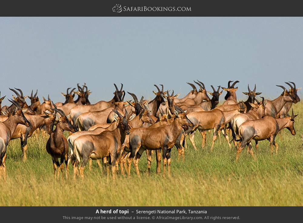 Herd of topi in Serengeti National Park, Tanzania