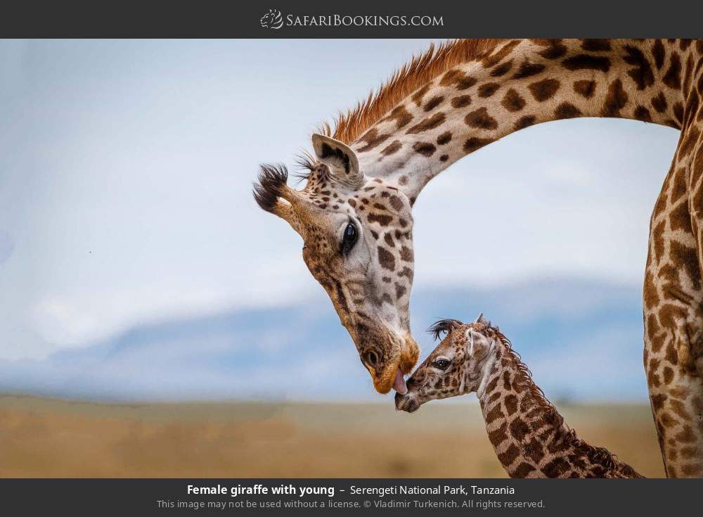Female giraffe with young in Serengeti National Park, Tanzania