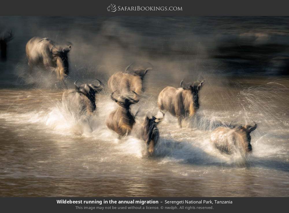 Wildebeest crossing a river during the Great Migration in Serengeti National Park, Tanzania