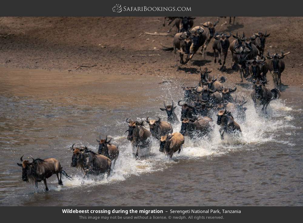 Wildebeest river crossing during the migration in Serengeti National Park, Tanzania