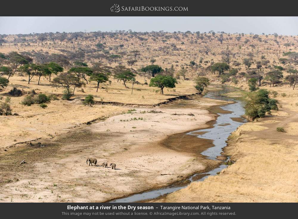 Elephants at a river in the Dry season in Tarangire National Park, Tanzania
