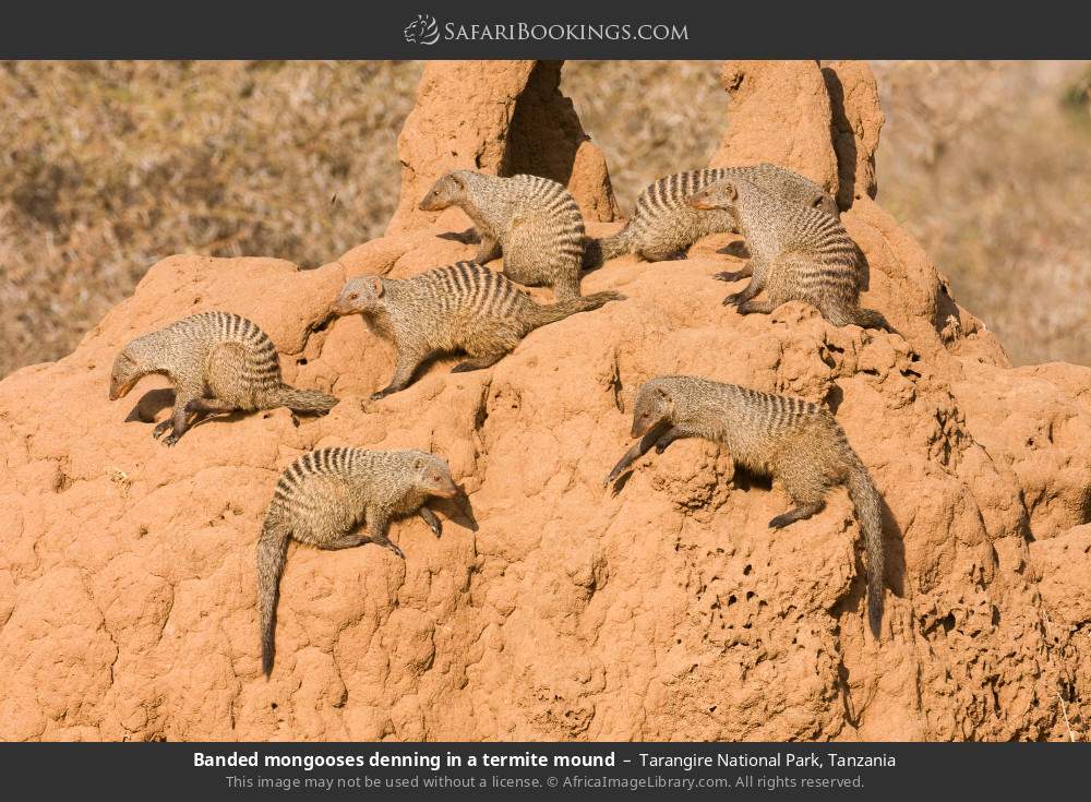 Banded mongooses denning in a termite mound in Tarangire National Park, Tanzania