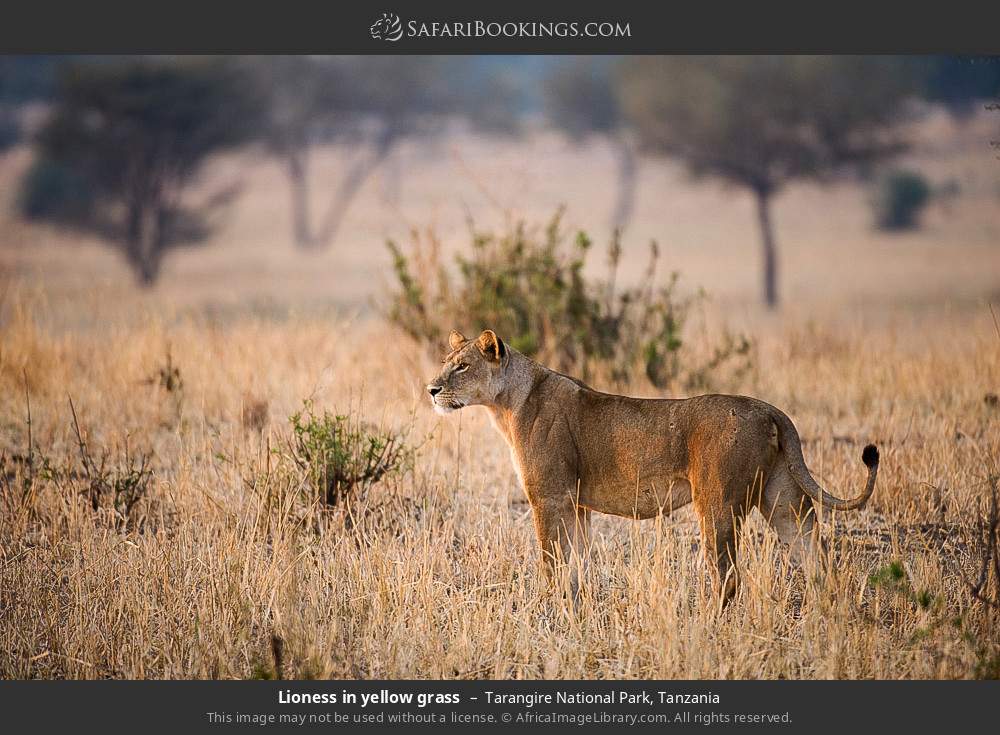 Lioness in yellow grass in Tarangire National Park, Tanzania
