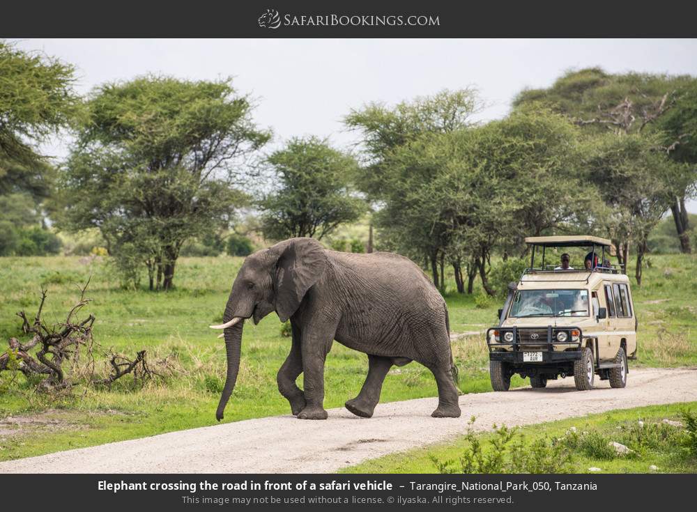 Elephant crossing the road in front of a safari vehicle in Tarangire National Park, Tanzania