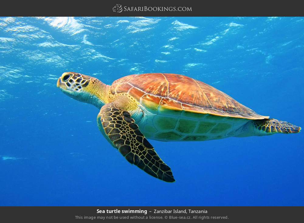 Sea turtle in Zanzibar Island, Tanzania