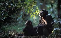Gombe National Park