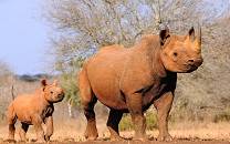 Mkomazi National Park