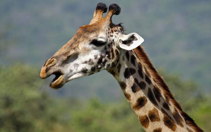 Get close to Africa’s gentlest giants