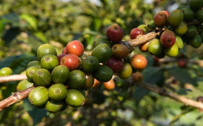 Visit a fair-trade coffee cooperative
