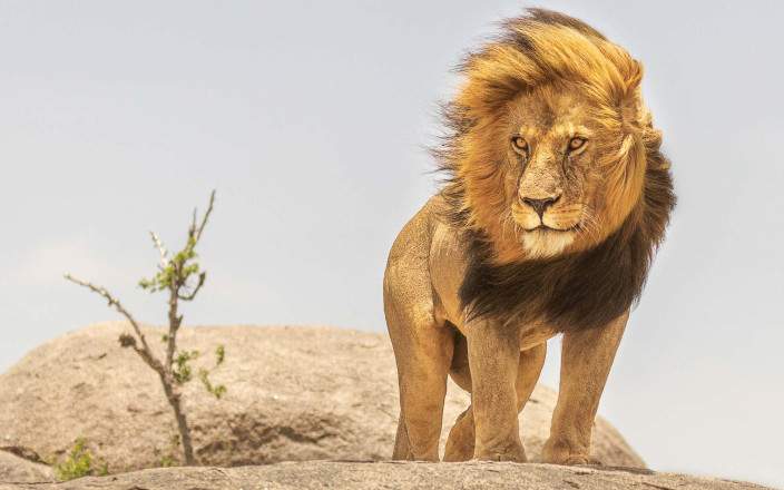 Go on safari to some of Africa’s finest parks