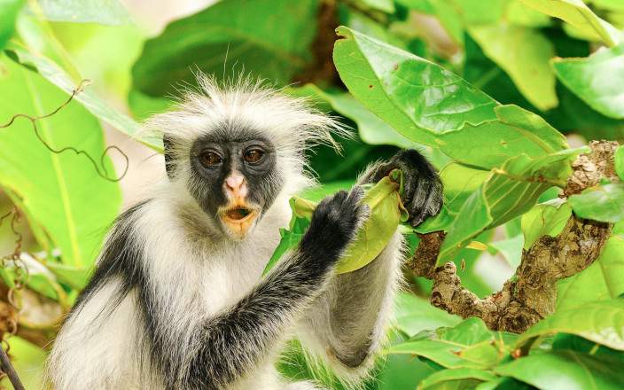 Open Photos