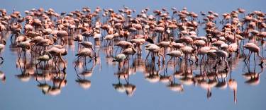 Flamingos feeding in the lake