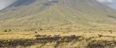 Zebras at the base of Ol Doinyo Lengai, active volcano near Lake Natron