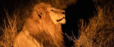 Lion at night