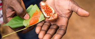 Farm worker on a spice plantation presenting freshly harvested annatto food coloring seed 