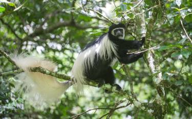 Kilimanjaro colobus