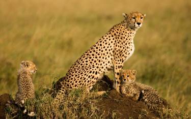 Cheetah with cubs