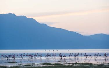 Lesser flamingos in Lake Manyara