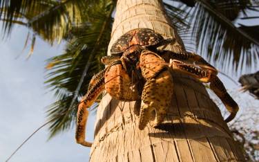 Giant coconut crab