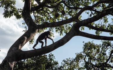 Chimpanzee walking high up in a tree