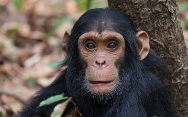 Juvenile chimpanzee