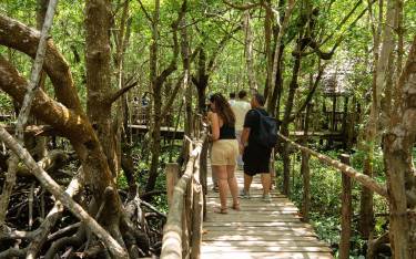The mangrove walk in Jozani Chwaka-Bay National Park