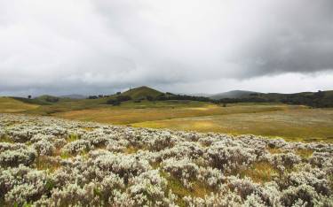 A carpet of flowers under a stormy sky