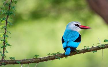 Woodland kingfisher