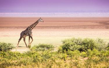 Giraffe walking on Lake Manyara floodplains