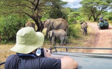 Safari vehicles watching elephants