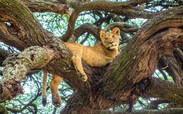 Lion resting in a tree