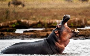 Hippo yawning