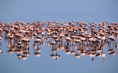 Flamingos feeding in the lake