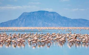 Flamingos feeding in Lake Natron