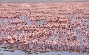 Flamingos in the lake