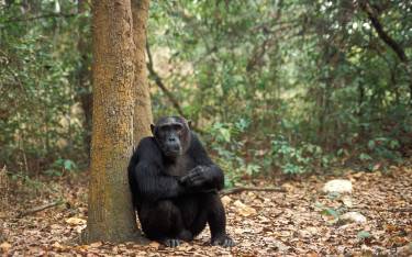 Chimpanzee against a tree