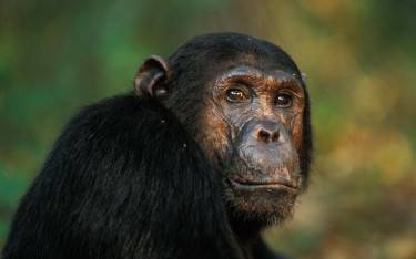Chimpanzee close-up