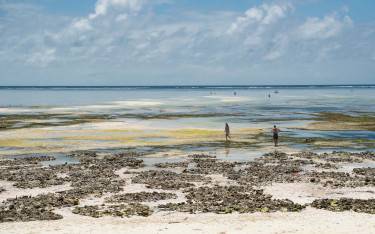 Thumbnail of Makunduchi Beach at low tide
