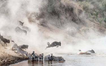 Wildebeest and zebra crossing the Mara River during the wildebeest migration