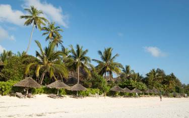 Palm-lined beach