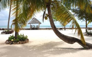 Thumbnail of Palm trees on the beach
